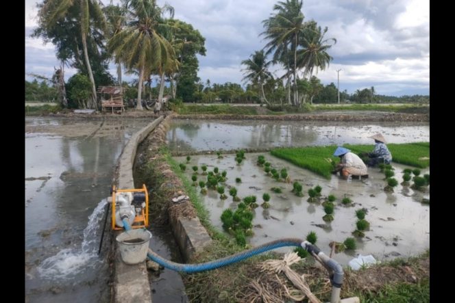 
					Petani melakukan pompanisasi untuk airi sawah di gampong Ateuk Lamphang Kecamatan Simpang Tiga, Aceh Besar, Senin (11/11/2024). FOTO/ MC ACEH BESAR