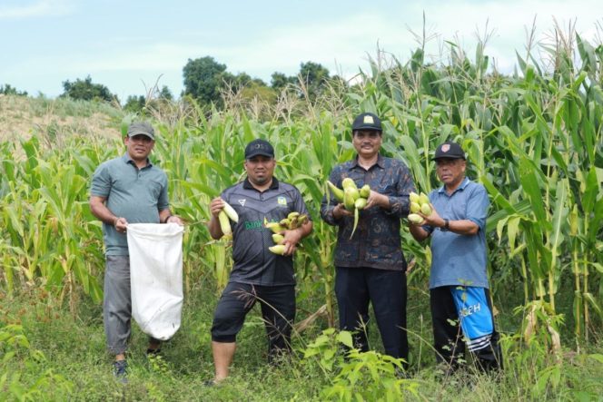 
					Pj Bupati Aceh Besar Muhammad Iswanto SSTP MM bersama Kadis Pertanian Aceh Besar, Jafar SP MSi, foto bersama para petani usai panen perdana jagung hybrida jenis jagung manis (sweet corn) di kawasan Lamteuba Kecamatan Seulimeum, Aceh Besar, Jumat (29/11/2024). Foto: Dok. PROKOPIM PEMKAB ACEH BESAR