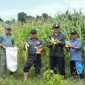 jagung manis